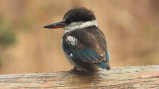 Halcyon chelicuti  alción estriado  Striped kingfisher [upl. by Weidar638]