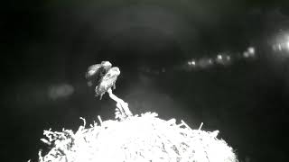 Bywyd Gwyllt Glaslyn Wildlife  Ffrwd Byw  Live Stream [upl. by Atauqal610]