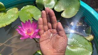 Grooming over 1000 pairs of hb red guppies fishkeeping guppyfarming [upl. by Treblihp623]