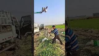 The process of loading ginger into a truck using a slewing crane [upl. by Aicilet]