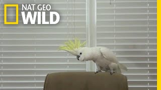 Snowball the Cockatoo Can Dance Better Than You  Nat Geo Wild [upl. by Bannasch]