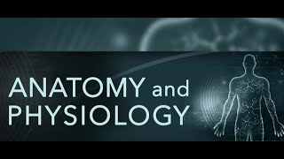 Physiology and Anatomy Lecture 12 Ribosomes [upl. by Ahtnamys579]