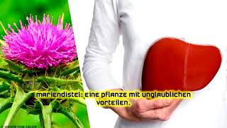 Mariendistel Eine Pflanze mit unglaublichen Vorteilen [upl. by Myrvyn]