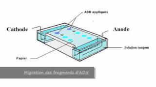 électrophorèse de zone [upl. by Marlin]