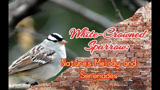 WhiteCrowned Sparrow Natures Melody and Serenades birds animals sparrow [upl. by Ainerbas]