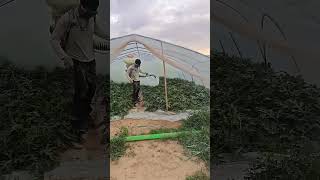 Pest control process for greenhouse watermelons [upl. by Fedak989]