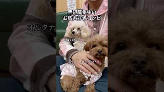 保護犬パーク長居店さんで、里親募集中のお膝大好きコンビトイプードルといぷーどるトイプー [upl. by Sully786]