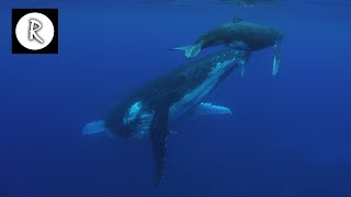 Whale Sounds Underwater Nature Video  4K  10 Hours for Sleep Insomnia Stress Relief amp Relaxation [upl. by Amitarp]