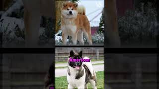 Two Versions of the Akita Breed Exist [upl. by Rahal514]