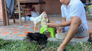 StingY Minea Sit On Green Chair Protect her Food By Chsed Chicken Away [upl. by Corbet360]