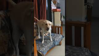 मातृभाषा में अनुवाद करो🤓 comedy funny labrador [upl. by Wynny608]