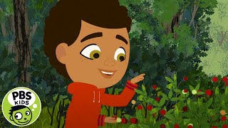 Through the Woods  Berries and Brambles  PBS KIDS [upl. by Airamahs953]