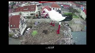 Mélodie et Momo Les cigognes de Sarralbe en Moselle 50223 aprèsmidi [upl. by Birecree]