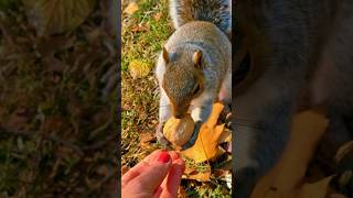 squirrelfriends squirrel animals squirrelfeeding wildlife cute squirrely boston [upl. by Linsk]