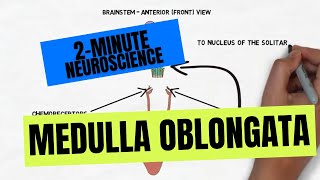 2Minute Neuroscience Medulla Oblongata [upl. by Glad938]