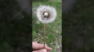 Dandelion dendelions shortvideo shorts nature [upl. by Yeargain]