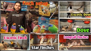 small finches big breeding setup Next level birds finches [upl. by Dragoon]