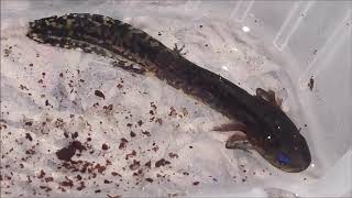 Blue Spotted Salamander amp Other Mole Salamander Care From Larvae to Adult [upl. by Ylliw945]