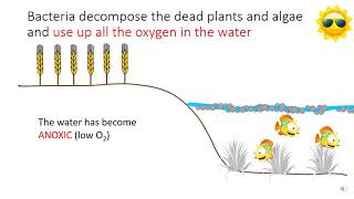 GCSE Eutrophication [upl. by Evangelin]