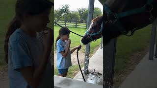 Thirsty boy horse equestrian rhett hunterjumper jumping water pony shorts short [upl. by Audi]