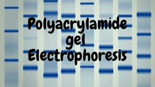 Polyacrylamide Gel Electrophoresis SDS PAGE [upl. by Annaeiluj]