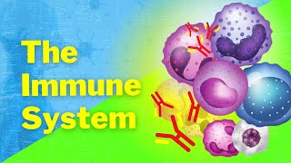 An Introduction to the Immune System [upl. by Atal]