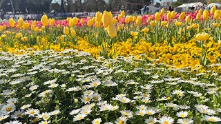 floriade canberra 2024 [upl. by Pytlik932]