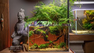 My Betta aquarium with lots of houseplants  3 months update [upl. by Nelrac]