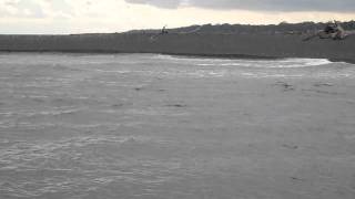 Bull sharks in Corcovado National Park [upl. by Thorrlow]