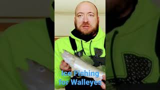 Ice Fishing for North Dakota Walleyes [upl. by Areit]