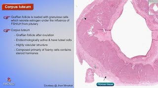 Histology of Corpus luteum  Shotgun Histology [upl. by Odraner]