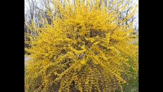 Lynwood Gold Forsythia [upl. by Rtoip324]