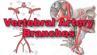 Vertebral Artery Branches  Basilar Artery  Communicating Artery  EduLesson [upl. by Mahala543]