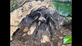 Ephebopus murinus Skeleton tarantular rehouse and care [upl. by Aubry]