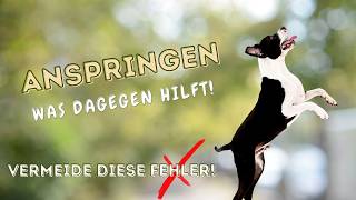 Hund Anspringen abgewöhnen Vermeide das Anspringen indem Du [upl. by Converse]