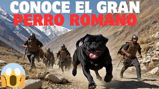 🐶Canis Pugnax🐶El Perro de Guerra del Soldado Romano  Curiosidades Históricas🦮PERROSRAZASDOGRAZA [upl. by Egres]