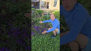 Slender Vervain verbena rigida subtropical gardening adventure explore ideas motivation [upl. by Pepillo]