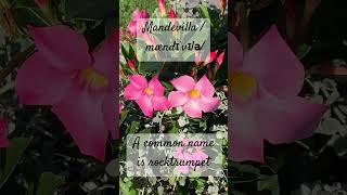 Mandevilla ˌmændɪˈvɪləA common name is rocktrumpet  Flowers 🌺 amp More Ideas 💡 [upl. by Atinrahs372]