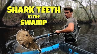 The Swamps are LOADED with Shark Teeth in Florida  Exploring the Ancient Ocean Floor [upl. by Olaznog504]