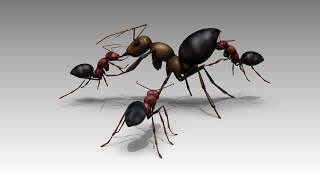 New species of ant explodes to defend colony [upl. by Ydnil]