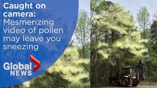 What does pollen look like Man with a backhoe will show you [upl. by Bremer]