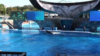 Tilikum Shamu Sea World Orlando [upl. by Toulon]