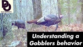 Understanding a GOBBLERS Behavior  Having more TURKEY HUNTING success [upl. by Ricki749]