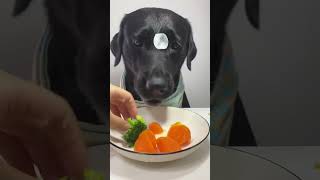 Dog eat so cute dog eat fyp eating foryou shortsfeed shorts shortsvideo [upl. by Clementi]