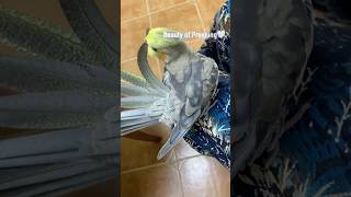 Cockatiel Beautiful Preening🤍 birds cockatiel bird cockatiels parrot viralshorts cutebirds [upl. by Hance]