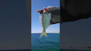 WEEKEND FISHING AT NAVARRE FLORIDA  I caught Pin Fish and Hard Tail fyp fishing [upl. by Onibas886]