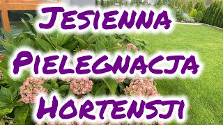 Jesienna pielęgnacja hortensji ogrodowej [upl. by Adamski]