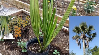 New Borassus Aethiopum African fan palm [upl. by Doowrehs]