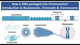 How is DNA Packaged into Chromosome  Introduction to Nucleosome Chromatin amp Chromosome [upl. by Gilchrist833]