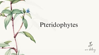 Pteridophytes  Complete  NEET [upl. by Aital855]